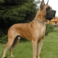 Alano fulvo per monta