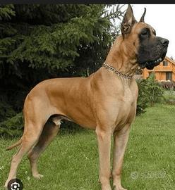 Alano fulvo per monta