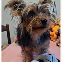 YorkshireTerrier cuccioli disponibili