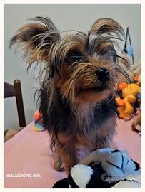 YorkshireTerrier cuccioli disponibili