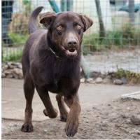 Femmina mix labrador