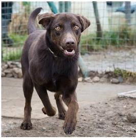 Femmina mix labrador