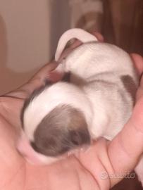 caneCHIHUAHUA MASCHI MACULATO BIANCO NOCCIOLA