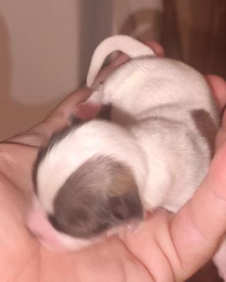 caneCHIHUAHUA MASCHI MACULATO BIANCO NOCCIOLA