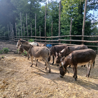 Asini piccola taglia