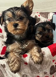 Yorkshire cuccioli disponibili