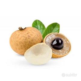pianta Longan Dimocarpus stessa famiglia  Litchi