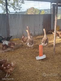 Tris oche Tolosa solo a blocco