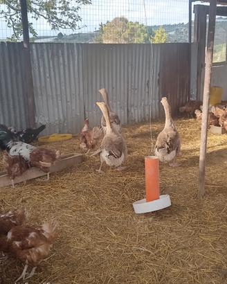 Tris oche Tolosa solo a blocco