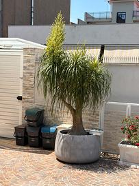 Beaucarnea recurvata 20+ anni - 3 m - Fiorita
