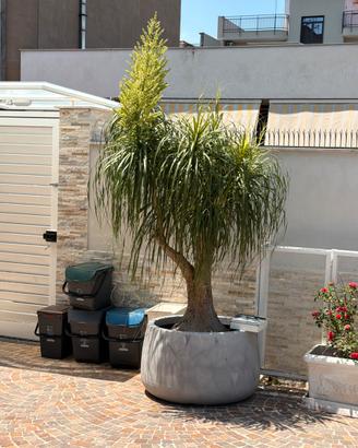 Beaucarnea recurvata 20+ anni - 3 m - Fiorita
