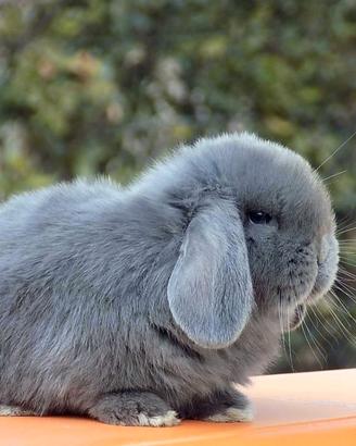 Coniglietto Mini lop Ariete