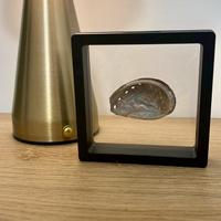 Conchiglia Orecchia di mare