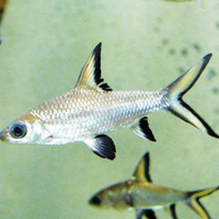 Due squaletti bala e un metriaclima