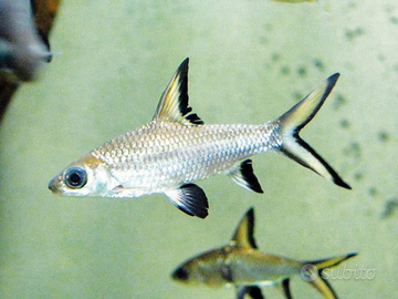 Due squaletti bala e un metriaclima