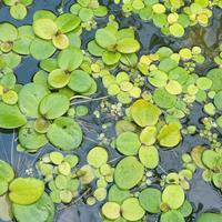 Piante acquatiche galleggianti 