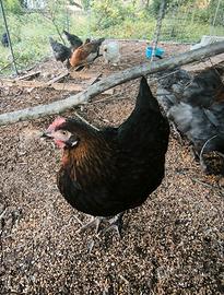 Marans nero e blu ramato