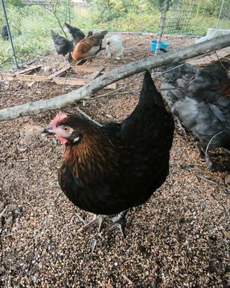Galline Marans nero e blu ramato