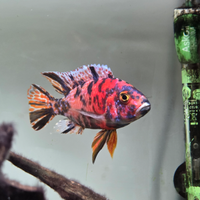 Aulonocara calico red ciclide