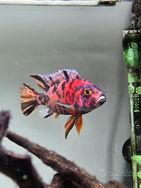 Aulonocara calico red ciclide