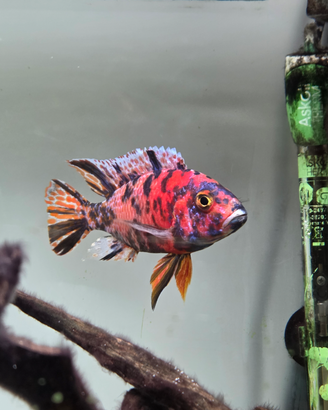Aulonocara calico red ciclide