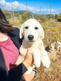 Cucciolo bianco candido dolcissimo