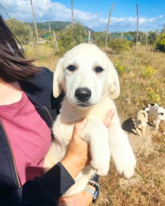 Cucciolo bianco candido dolcissimo