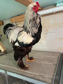 Galline Dark Brahma