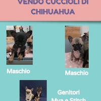 Disponibili cuccioli Chihuahua