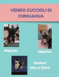 Disponibili cuccioli Chihuahua