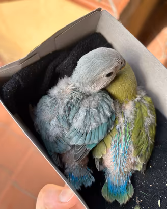 Pulli di inseparabili 