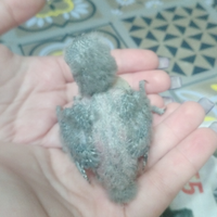 Nutri un Inseparabile e prenditene cura