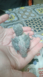 Nutri un Inseparabile e prenditene cura