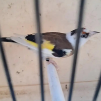 Cardellina