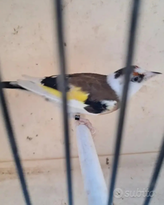Cardellina