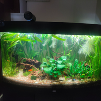 Guppy enlder