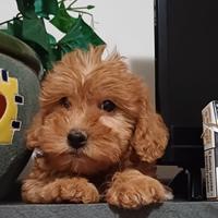 Maltipoo