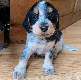 Cucciolo cavalier king e barboncino Toy