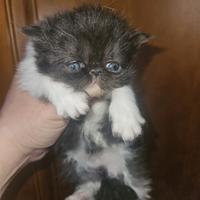 Gatto persiano femmina cucciola