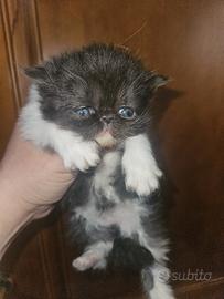 Gatto persiano femmina cucciola