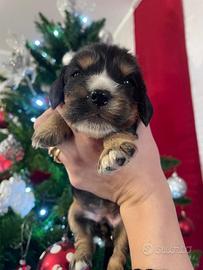Cuccioli di cocker spaniel con Pedigree Enci