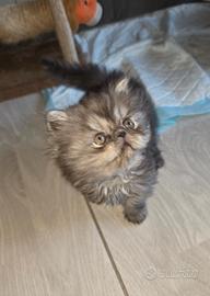 Cuccioli persiani cincillà