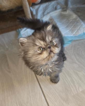 Cuccioli persiani cincillà