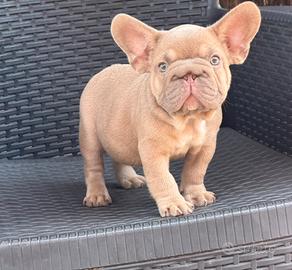 Cucciolo bulldog francese Isabella big rope