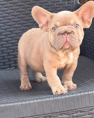 Cucciolo bulldog francese Isabella big rope