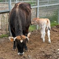 Vacca Cabannina gravida