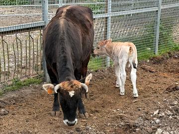 Vacca Cabannina con vitello
