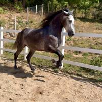 Cavallo spagnolo montato e attaccato