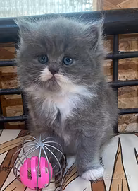 Gattina persiana normotipo FEMMINA