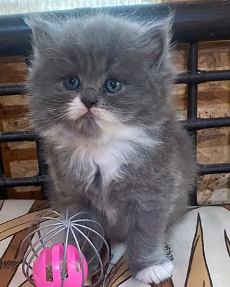 Gattina persiana normotipo FEMMINA
